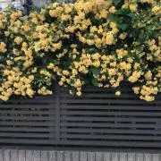 rukaの画像
