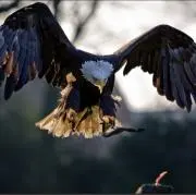 Eagle BOYの画像