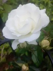 RoseOtto☆の画像