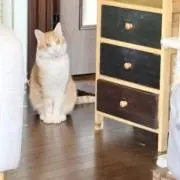 ゆきだんごの画像