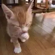 プロフ必読お願いします_猫の画像