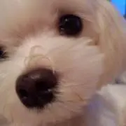 ぴーの画像