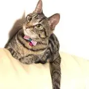 Kohamiの画像