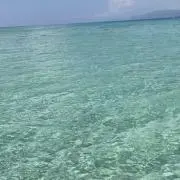 ぽちの画像