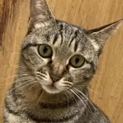 モカの画像
