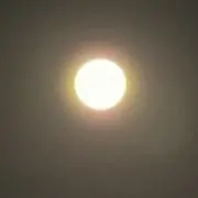 おもちの画像
