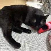 くろねこ/プロフ必読の画像