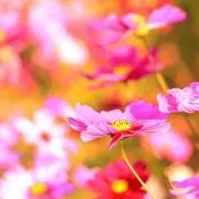 はるかぜ(購入者はプロフ必読)の画像