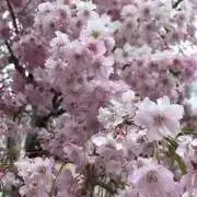 さくらの画像