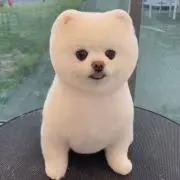 ニャースex SAR 美品 自引き 即スリーブ保管 - メルカリ