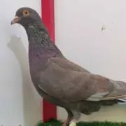 Biji kelentit