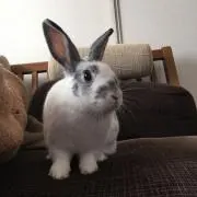 ぽーの画像
