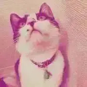 あろは⭐︎ぬいぐるみの画像