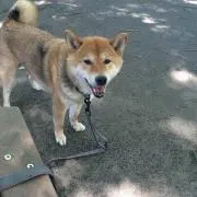 ココ（プロフ必読）の画像