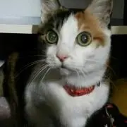 Sindy