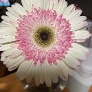 はなの画像