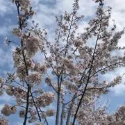 めろん