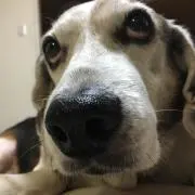 レモングラスの画像