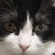 ほうれん草の画像