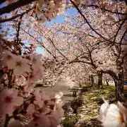 tomoの画像