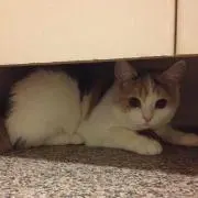 にょっきの画像