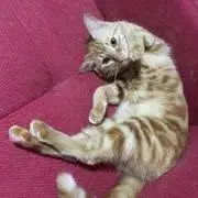 ねこまた0118