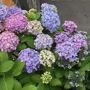 小鉢の画像