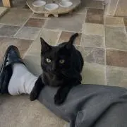 Y