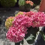 断捨離中♡Lilyの画像