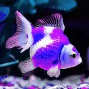 珍珠鱗横丁からの画像