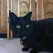 みゆき