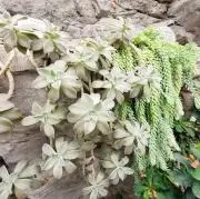 MMの画像