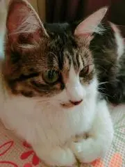 @つぶつぶmixの画像