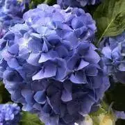 ぴぃの画像