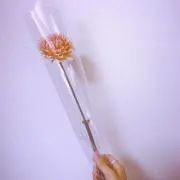 Tammyの画像