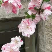 Tiffany 1/30〜営業休止の画像
