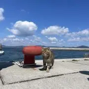 やまやま