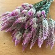 Fineの画像