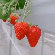 あずきの画像