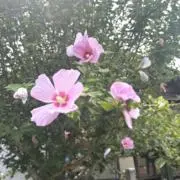 ︎︎︎︎の画像