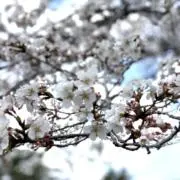 ナキの画像