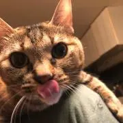 sophyの画像