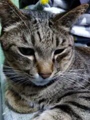 たまとらฅ^•ω•^ฅ