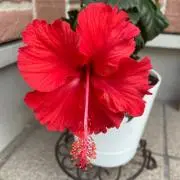 へみへみ