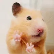 こなつの画像