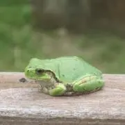 みどりん