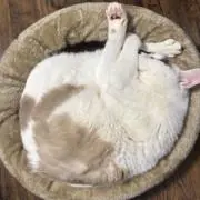 えいちゃんの画像