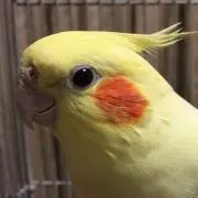 ライの画像