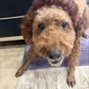 bentheの画像