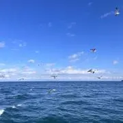 Chiemiの画像